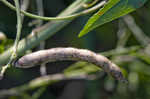 Hairy cowpea